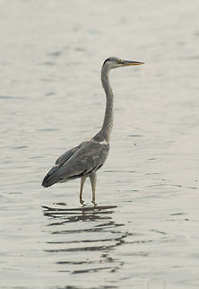 Grey Heron in Wilpaththu, Sri Lanka One of few birds found both in Sri Lanka and my cold home country (the Netherlands). Ardea cinerea,Asia,Grey Heron,Sri Lanka,Wilpaththu