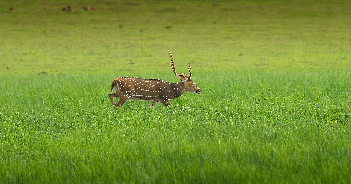 Male Axis Deer running through swamp in Wilpaththu, Sri Lanka  Asia,Axis axis ceylonensis,Sri Lanka,Sri Lankan axis deer,Wilpaththu