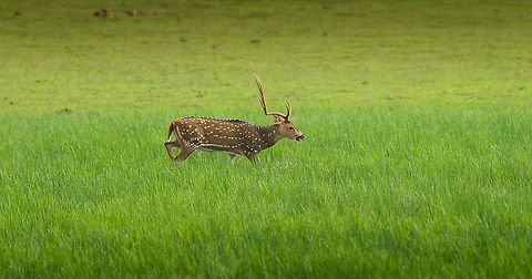 Male Axis Deer running through swamp in Wilpaththu, Sri Lanka  Asia,Axis axis ceylonensis,Sri Lanka,Sri Lankan axis deer,Wilpaththu