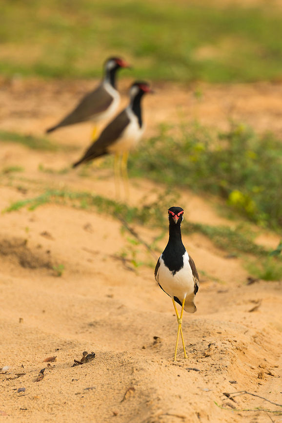 Welcome to my people A Red-wattled Lapwing presents him/herself with family included at Wilpaththu, Sri lanka. Asia,Red-wattled Lapwing,Sri Lanka,Vanellus indicus,Wilpaththu