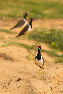 Welcome to my people A Red-wattled Lapwing presents him/herself with family included at Wilpaththu, Sri lanka. Asia,Red-wattled Lapwing,Sri Lanka,Vanellus indicus,Wilpaththu