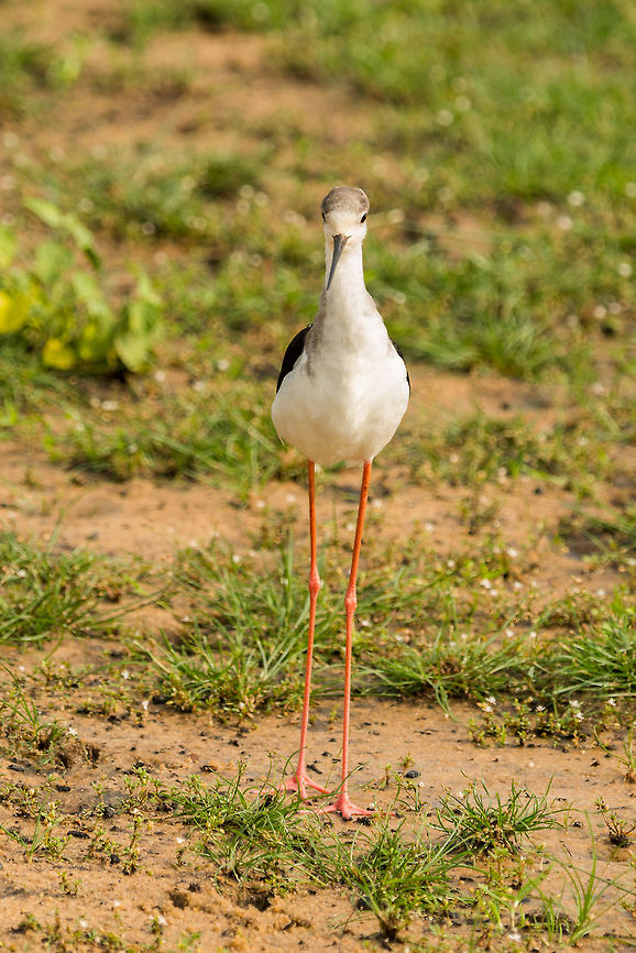 Black-winged Stilt standing, Wilpaththu, Sri Lanka  Asia,Black-winged Stilt,Himantopus himantopus,Sri Lanka,Wilpaththu