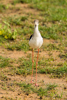 Black-winged Stilt standing, Wilpaththu, Sri Lanka  Asia,Black-winged Stilt,Himantopus himantopus,Sri Lanka,Wilpaththu