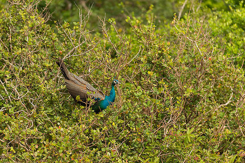 Male Indian Peafowl in tree, Wilpaththu, Sri Lanka One of many males we encountered in trees during the mating season. Easy to spot, if not by sight, then by their loud calls. Asia,Indian peafowl,Pavo cristatus,Sri Lanka,Wilpaththu