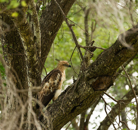 Crested Hawk-Eagle in tree, Wilpaththu park, Sri Lanka Having visited several wildlife destinations, nowhere did we see as many bird of prey as we did in Sri Lanka. They're everywhere and usually quite accessible. Asia,Changeable Hawk-Eagle,Nisaetus cirrhatus,Sri Lanka,Wilpaththu