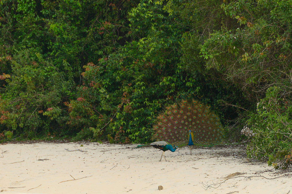 Indian Peafowl displaying...to other male, Wilpaththu, Sri Lanka With no females around, this male decided to display to another male, perhaps as an intimidation tactic. Asia,Indian peafowl,Pavo cristatus,Sri Lanka,Wilpaththu