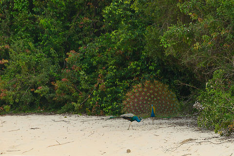 Indian Peafowl displaying...to other male, Wilpaththu, Sri Lanka With no females around, this male decided to display to another male, perhaps as an intimidation tactic. Asia,Indian peafowl,Pavo cristatus,Sri Lanka,Wilpaththu