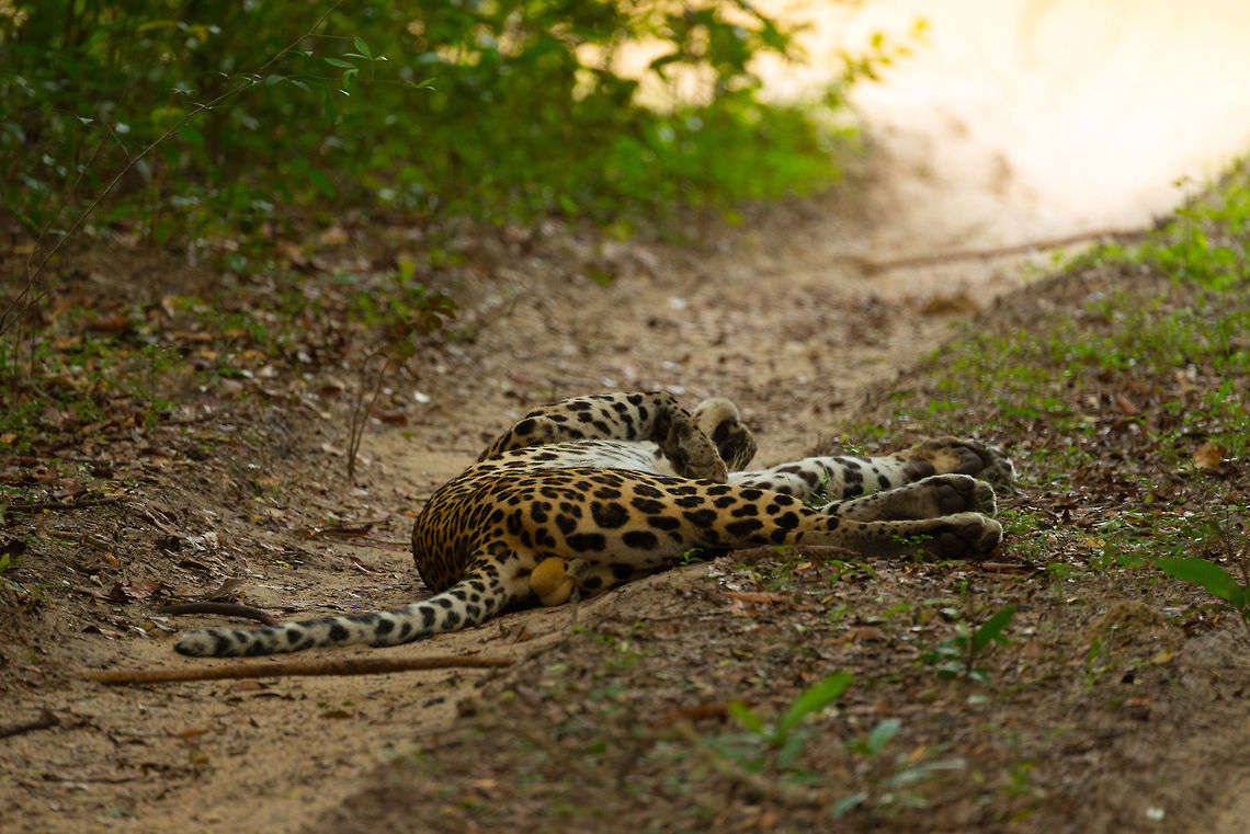 Sri Lankan Leopard in Wilpaththu, Sri Lanka Panic ensued in Wilpaththu. A radio call came in mentioning the spotting of a leopard. Jeeps were speeding to the scene, and as we arrived, there was a traffic jam. We had to wait 20 minutes to get access to the spotting, meanwhile I was envisioning wild and spectacular images of this creature on top of the park's food chain. Instead we found this silly cat displaying his testicles to us. It reminded us very much of our own cat, except it doesn't have testicles (anymore). Asia,Panthera pardus kotiya,Sri Lanka,Sri Lankan Leopard,Wilpaththu