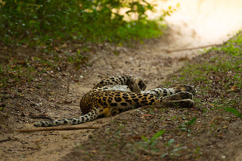Sri Lankan Leopard in Wilpaththu, Sri Lanka Panic ensued in Wilpaththu. A radio call came in mentioning the spotting of a leopard. Jeeps were speeding to the scene, and as we arrived, there was a traffic jam. We had to wait 20 minutes to get access to the spotting, meanwhile I was envisioning wild and spectacular images of this creature on top of the park's food chain. Instead we found this silly cat displaying his testicles to us. It reminded us very much of our own cat, except it doesn't have testicles (anymore). Asia,Panthera pardus kotiya,Sri Lanka,Sri Lankan Leopard,Wilpaththu