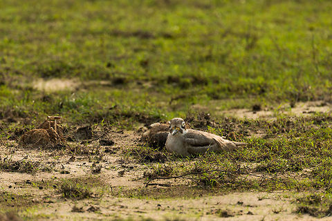 Great Thick-Knee nesting at Wilpaththu, Sri Lanka These birds crack me up each time I see them, they always have this worried/depressed look in their eyes. Asia,Esacus recurvirostris,Great stone-curlew,Sri Lanka,Wilpaththu