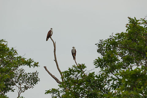 Two Brahminy Kites in Wilpaththu, Sri Lanka  Asia,Brahminy Kite,Haliastur indus,Sri Lanka,Wilpaththu