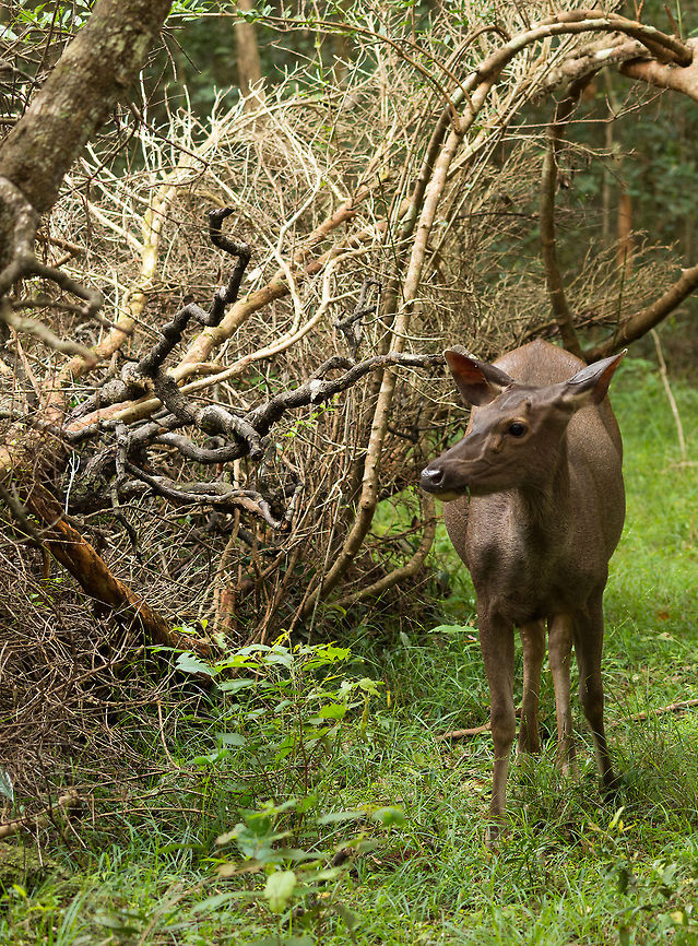 Sri Lanka Samba Deer, Wilpaththu, Sri Lanka Probably a female, I&#039;m not 100% sure whether this is a Sri Lankan sub species or the more general Sambar deer. They are quite shy, unlike axis deer, we only saw sambar deer twice during our stay in Sri Lanka. We caught this one by surprise. Asia,Sri Lanka,Wilpaththu