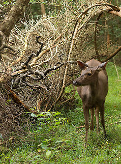 Sri Lanka Samba Deer, Wilpaththu, Sri Lanka Probably a female, I'm not 100% sure whether this is a Sri Lankan sub species or the more general Sambar deer. They are quite shy, unlike axis deer, we only saw sambar deer twice during our stay in Sri Lanka. We caught this one by surprise. Asia,Sri Lanka,Wilpaththu