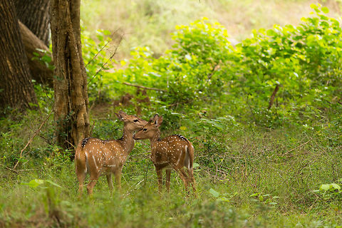 Sri Lanka Axis deer, mother attending fawn, Wilpaththu, Sri Lanka  Asia,Axis axis ceylonensis,Sri Lanka,Sri Lankan axis deer,Wilpaththu