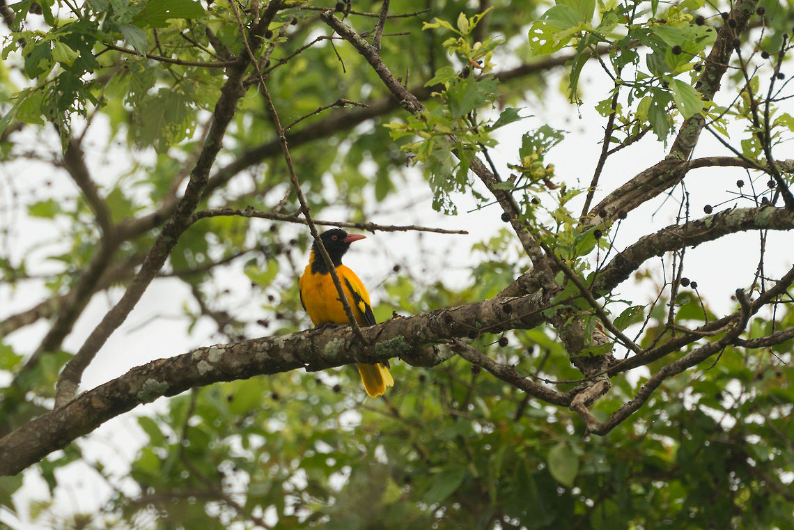 Black-hooded oriole in Wilpaththu, Sri Lanka Just like paradise flycatchers, this bird has been tormenting us the whole trip. From the corner of our eyes we&#039;d easily see this very bright yellow flash but it never settled down within sight. This is the only somewhat usable crop. Asia,Oriolus xanthornus,Sri Lanka,Wilpaththu,black-hooded oriole