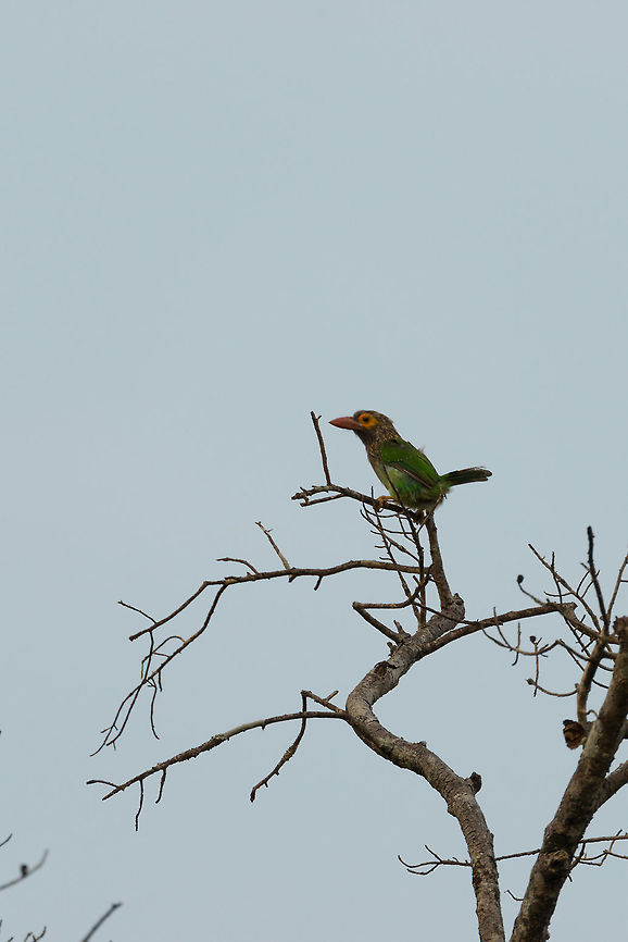Brown-headed Barbet, Wilpaththu, Sri Lanka Sorry for the poor quality, light conditions were not favorable. Asia,Brown-headed Barbet,Megalaima zeylanica,Sri Lanka,Wilpaththu