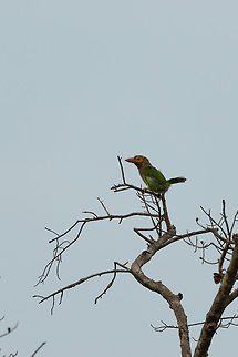 Brown-headed Barbet, Wilpaththu, Sri Lanka Sorry for the poor quality, light conditions were not favorable. Asia,Brown-headed Barbet,Megalaima zeylanica,Sri Lanka,Wilpaththu
