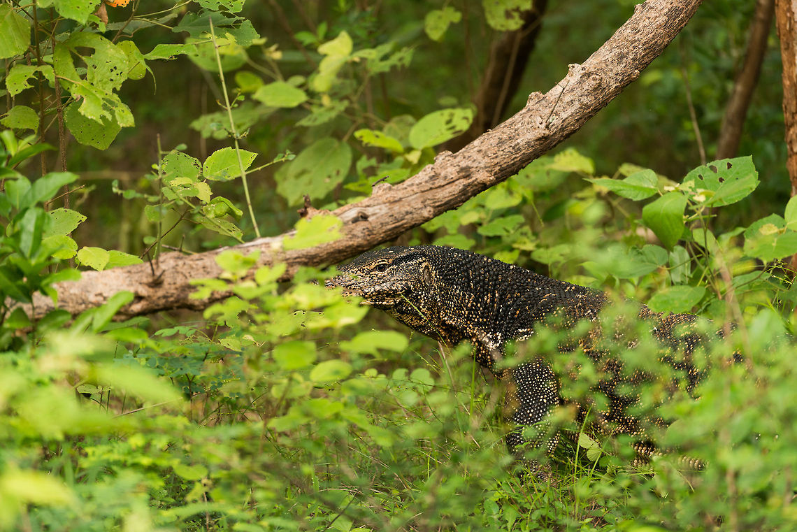 Water Monitor in Wilpaththu, Sri Lanka Not to be confused with the much smaller land monitor that is often seen in Sri Lanka. This is one impressive reptile that eats almost anything living. Asia,Sri Lanka,Varanus salvator,Water Monitor,Wilpaththu