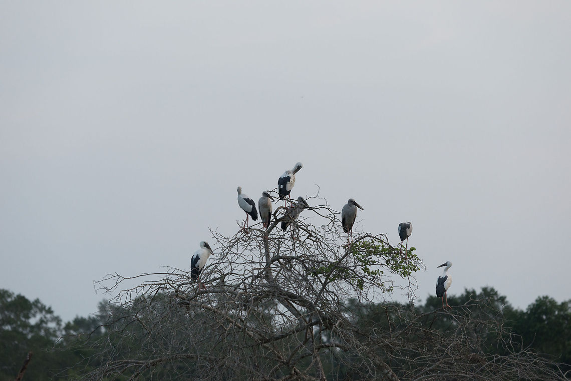 Group of Asian Openbills during sunset, Wilpaththu, Sri Lanka  Anastomus oscitans,Asia,Asian Openbill,Sri Lanka,Wilpaththu