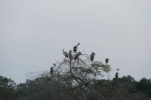 Group of Asian Openbills during sunset, Wilpaththu, Sri Lanka  Anastomus oscitans,Asia,Asian Openbill,Sri Lanka,Wilpaththu