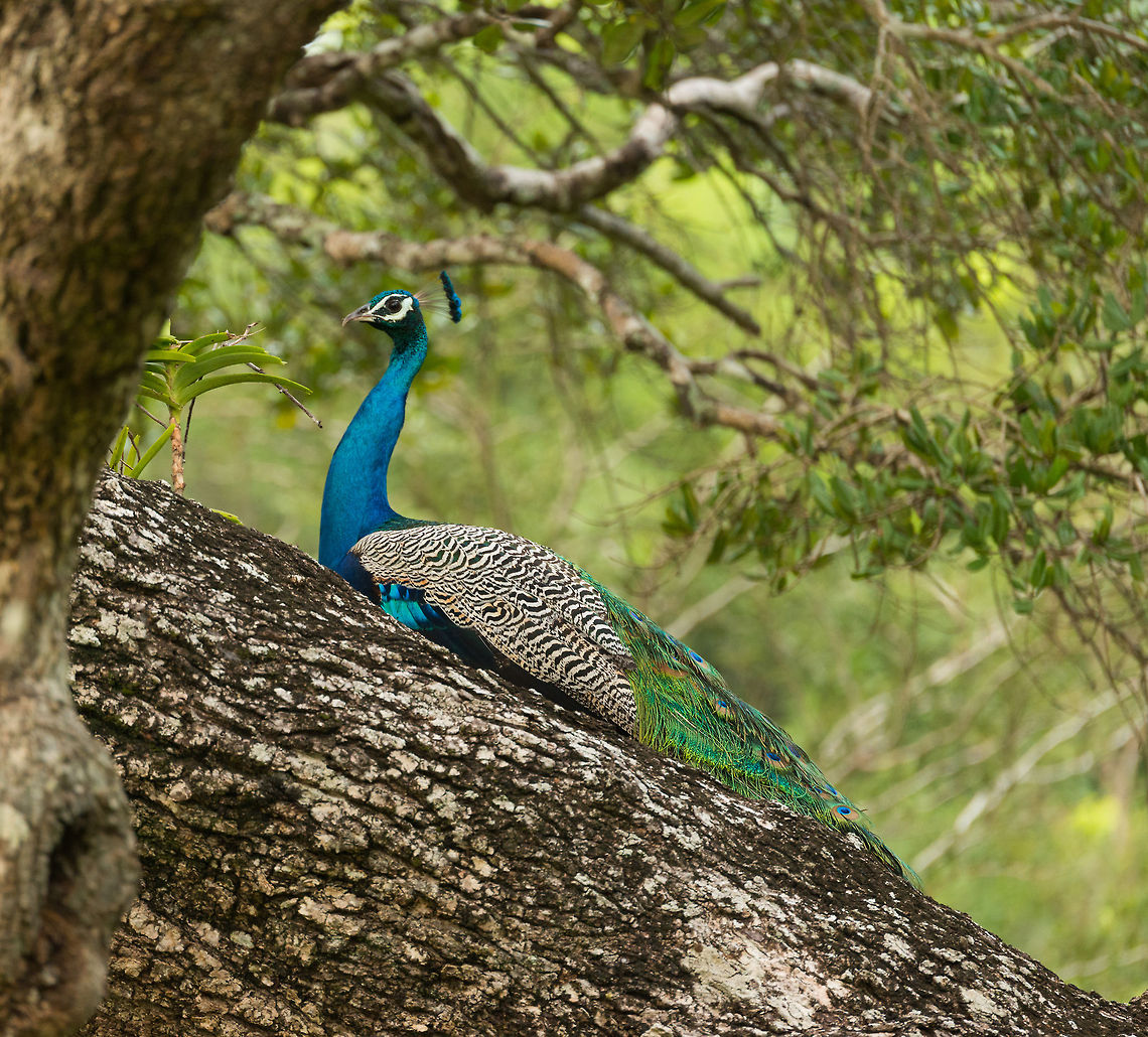 Male Indian Peafowl in tree, Wilpaththu, Sri Lanka  Asia,Indian peafowl,Pavo cristatus,Sri Lanka,Wilpaththu