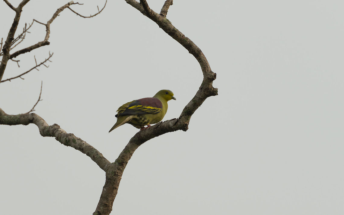 Sri Lanka green pigeon (or pompadour green pigeon), Wilpaththu, Sri Lanka The documentation I have lists this as the Pompadour green pigeon, yet scientists split this into different sub species. The Sri Lanka one is the Sri Lanka green pigeon (Treron pompadora). Asia,Sri Lanka,Sri Lanka green pigeon,Treron pompadora,Wilpaththu