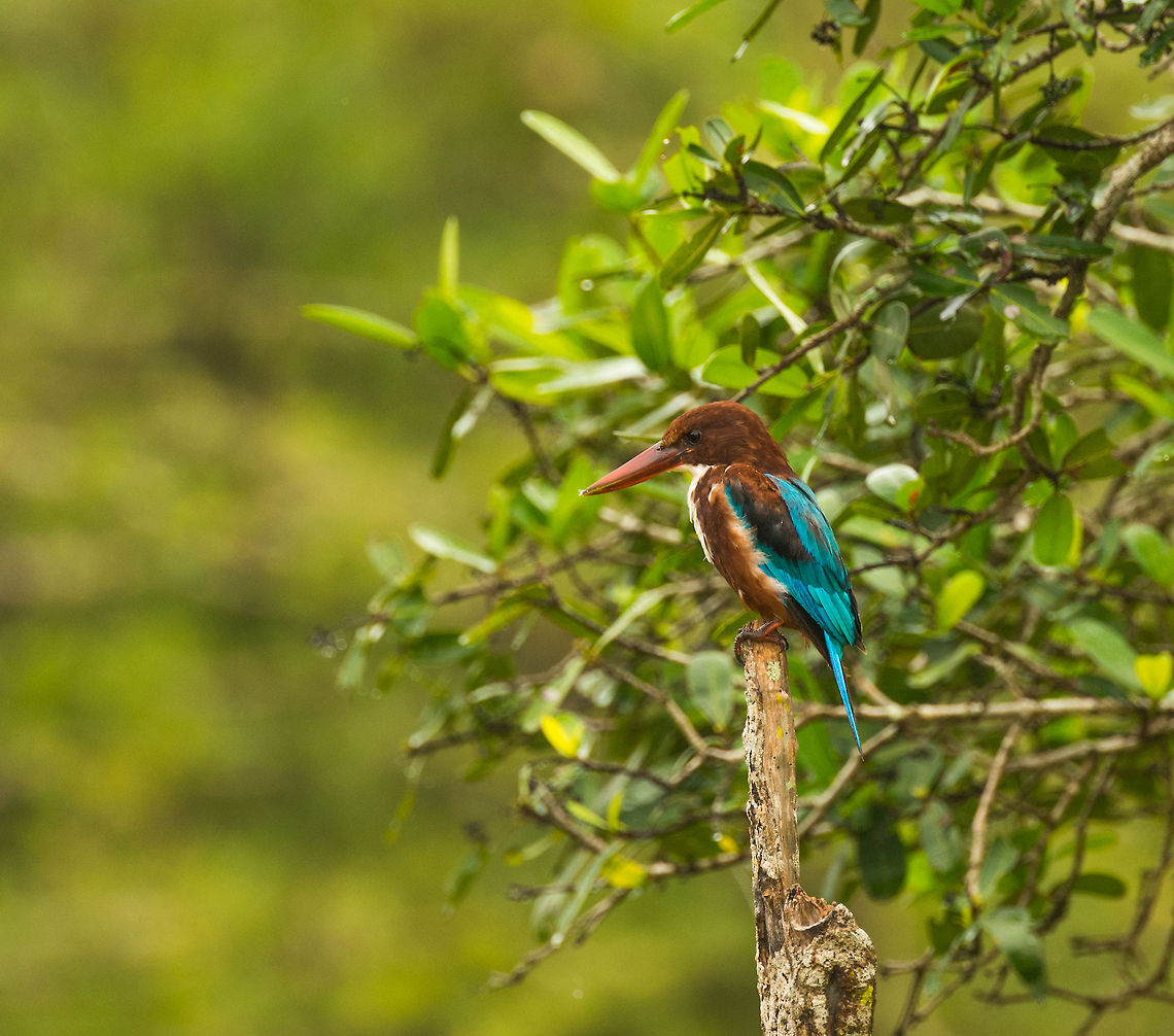 White-throated Kingfisher closeup, Wilpaththu, Sri Lanka Look at that focus in its eyes. Asia,Halcyon smyrnensis,Sri Lanka,White-throated kingfisher,Wilpaththu