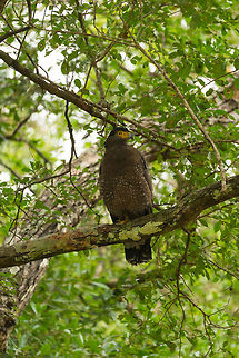 Crested Serpent Eagle at Wilpaththu, Sri Lanka  Asia,Crested Serpent Eagle,Spilornis cheela,Sri Lanka,Wilpaththu