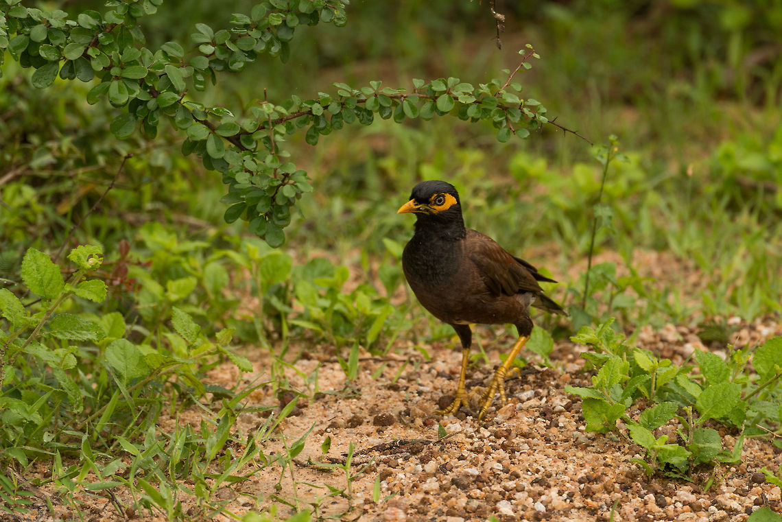Common Myna in Wilpaththu, Sri Lanka A Common Myna at ground level. Widely distributed and very territorial. I have a photo of one ninja-kicking a parakeet in the face in mid-air, but you&#039;ll have to wait for me to get to that point in the Sri Lanka set. Acridotheres tristis,Asia,Common myna,Sri Lanka,Wilpaththu