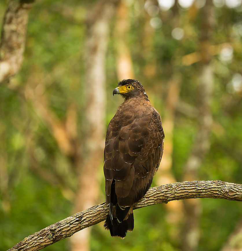 Crested Serpent Eagle closeup at Wilpaththu, Sri Lanka  Asia,Crested Serpent Eagle,Spilornis cheela,Sri Lanka,Wilpaththu