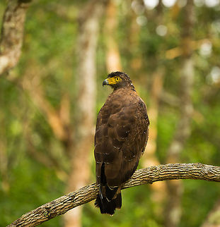Crested Serpent Eagle closeup at Wilpaththu, Sri Lanka  Asia,Crested Serpent Eagle,Spilornis cheela,Sri Lanka,Wilpaththu
