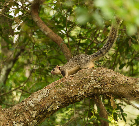 Sri Lanka/Grizzled Giant Squirrel, Wilpaththu, Sri Lanka Our first sight of these huge squirrels. They are about the size of a cat, which is bizarre to us living in Northern Europe. Asia,Grizzled giant squirrel,Ratufa macroura,Sri Lanka,Wilpaththu