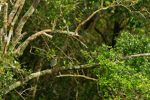Indian Pitta in Wilpaththu, Sri Lanka It seems the most beautiful birds are typically forest dwellers, the hardest to capture. This one was far away and even then I had to crop significantly to make it somewhat visible. Asia,Indian pitta,Pitta brachyura,Sri Lanka,Wilpaththu
