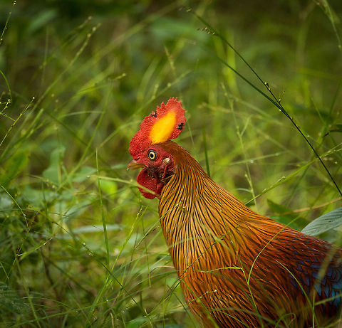 Sri Lankan junglefowl closeup (male), Wilpaththu park, Sri Lanka  Asia,Gallus lafayetii,Sri Lanka,Sri Lankan Junglefowl,Wilpaththu