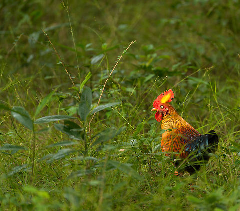 Sri Lankan junglefowl, Wilpaththu park, Sri Lanka  Asia,Gallus lafayetii,Sri Lanka,Sri Lankan Junglefowl,Wilpaththu