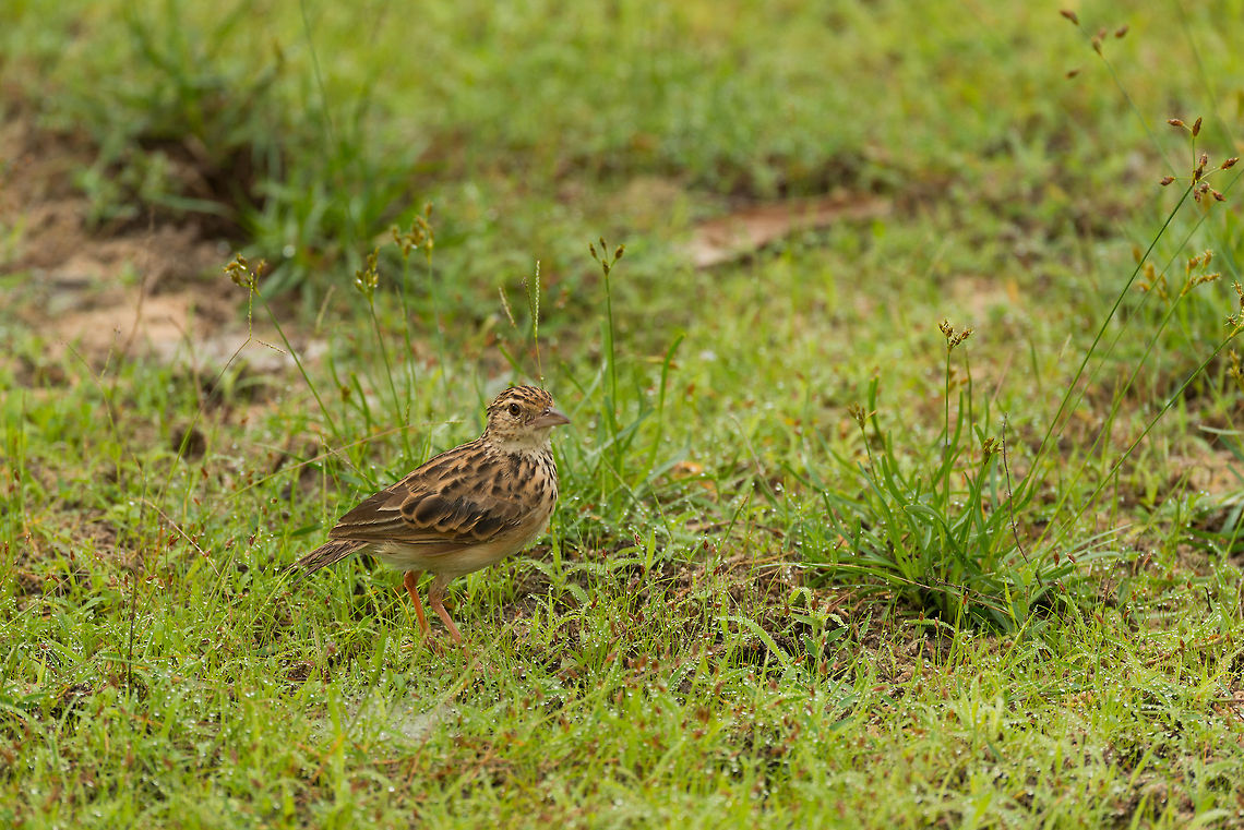 Paddyfield Pipit in Wilpaththu, Sri Lanka  Anthus rufulus,Asia,Paddyfield pipit,Sri Lanka,Wilpaththu