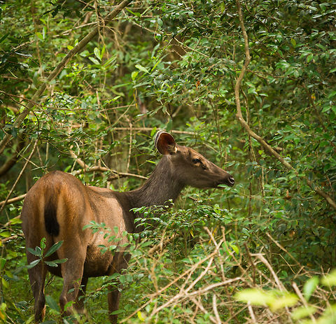 Sri lankan sambar deer feeding on leafs, Wilpaththu, Sri Lanka  Asia,Rusa unicolor,Rusa unicolor unicolor,Sambar,Sri Lanka,Sri Lankan sambar deer,Wilpaththu