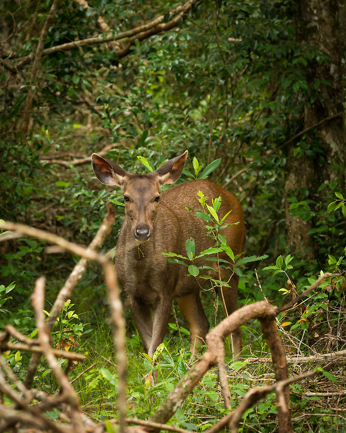 Sri lankan sambar deer on alert, Wilpaththu, Sri Lanka  Asia,Rusa unicolor unicolor,Sri Lanka,Sri Lankan sambar deer,Wilpaththu
