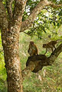 Toque Macaques in tree, Wilpaththu, Sri Lanka Asia,Macaca sinica,Sri Lanka,Toque macaque,Wilpaththu