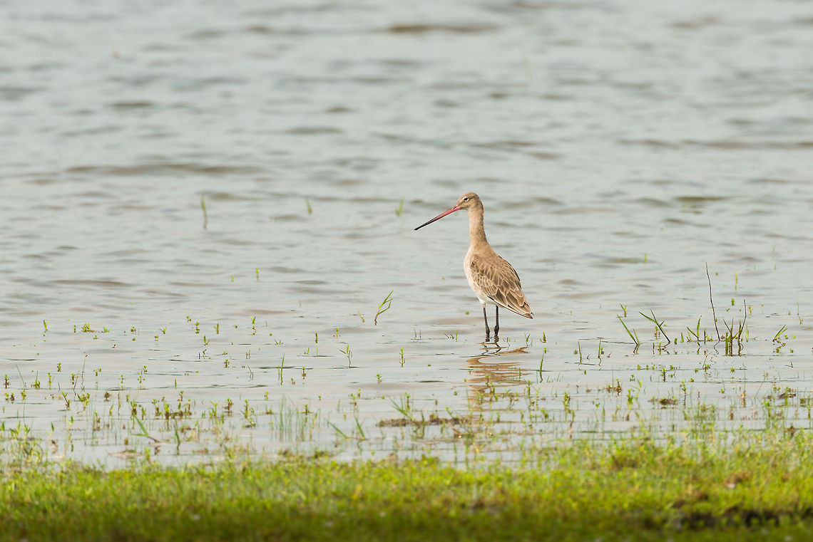 Black-tailed Godwit standing in Wilpaththu lake, Sri Lanka  Asia,Black-tailed Godwit,Limosa limosa,Sri Lanka,Wilpaththu