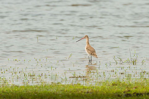 Black-tailed Godwit standing in Wilpaththu lake, Sri Lanka  Asia,Black-tailed Godwit,Limosa limosa,Sri Lanka,Wilpaththu