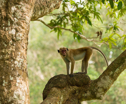 Red-faced Toque Macaque in Wilpaththu, Sri Lanka  Asia,Macaca sinica,Sri Lanka,Toque macaque,Wilpaththu