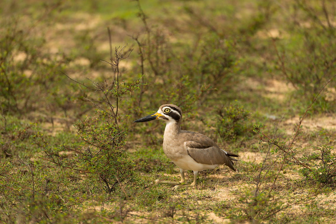 Great Thick-Knee at Wilpaththu, Sri Lanka  Asia,Esacus recurvirostris,Great stone-curlew,Sri Lanka,Wilpaththu