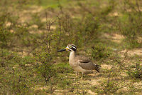 Great Thick-Knee at Wilpaththu, Sri Lanka  Asia,Esacus recurvirostris,Great stone-curlew,Sri Lanka,Wilpaththu