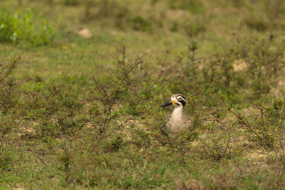 Great Thick-Knee nesting at Wilpaththu, Sri Lanka  Asia,Esacus recurvirostris,Great stone-curlew,Sri Lanka,Wilpaththu