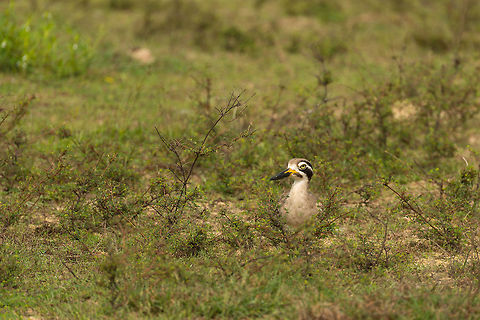 Great Thick-Knee nesting at Wilpaththu, Sri Lanka  Asia,Esacus recurvirostris,Great stone-curlew,Sri Lanka,Wilpaththu