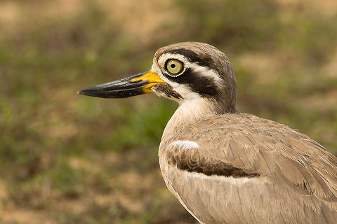 Great Thick-Knee closeup at Wilpaththu, Sri Lanka I love these cartoony birds :) Asia,Esacus recurvirostris,Great stone-curlew,Sri Lanka,Wilpaththu