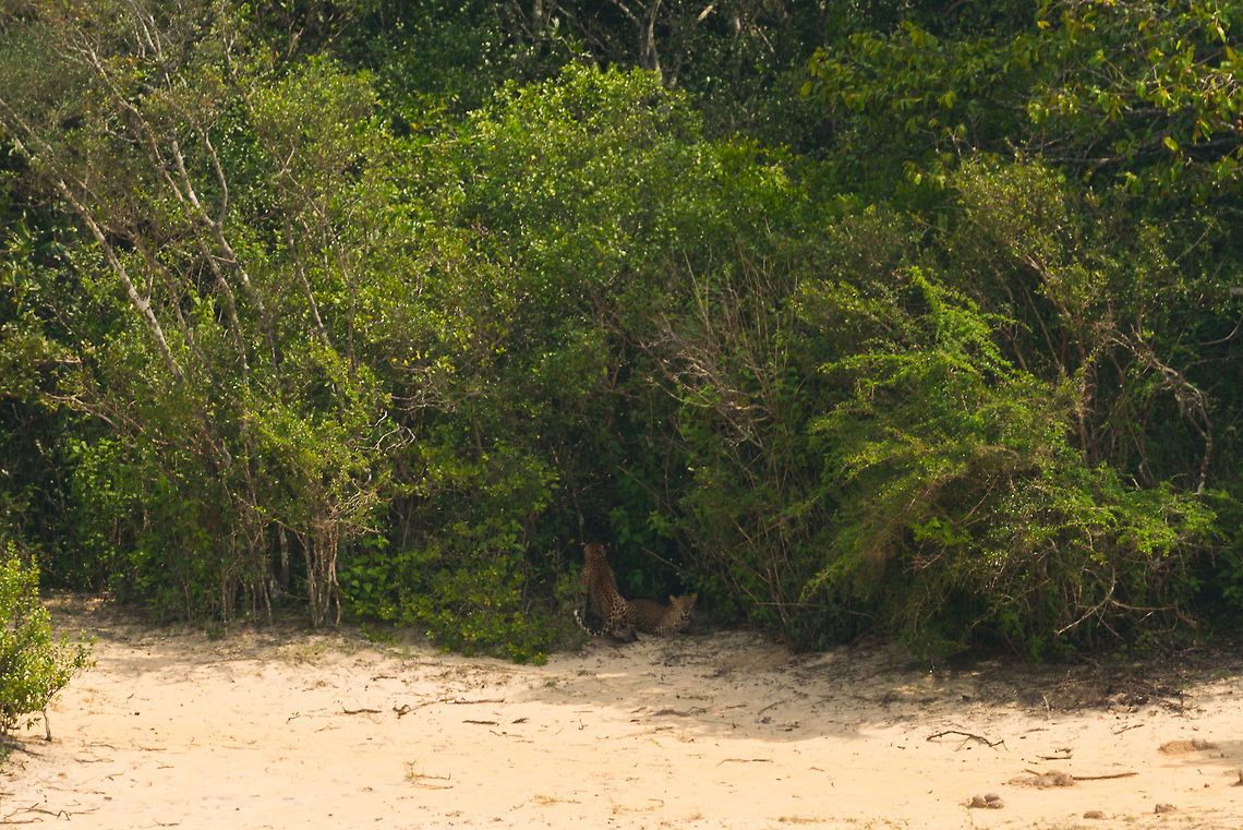 Sri Lankan Leopard duo in Wilpaththu, Sri Lanka This photo has been passed around to every driver in the park. Obviously not because it is any good (too far), but because the leopard we were following was meeting another leopard, which was unexpected. It is unclear to me whether the 2nd leopard is a cub or a mate. Asia,Panthera pardus kotiya,Sri Lanka,Sri Lankan Leopard,Wilpaththu