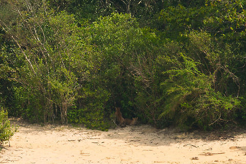 Sri Lankan Leopard duo in Wilpaththu, Sri Lanka This photo has been passed around to every driver in the park. Obviously not because it is any good (too far), but because the leopard we were following was meeting another leopard, which was unexpected. It is unclear to me whether the 2nd leopard is a cub or a mate. Asia,Panthera pardus kotiya,Sri Lanka,Sri Lankan Leopard,Wilpaththu