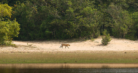 Sri Lankan Leopard on the go in Wilpaththu, Sri Lanka A good 200m away we had been staring at the bush on the left because a leopard was resting in the shade there. Then it got up and made a slow strawl into the bushes in the background. A leopard spotting is a big deal in Sri Lanka, it attracts every jeep in the park. Asia,Panthera pardus kotiya,Sri Lanka,Sri Lankan Leopard,Wilpaththu